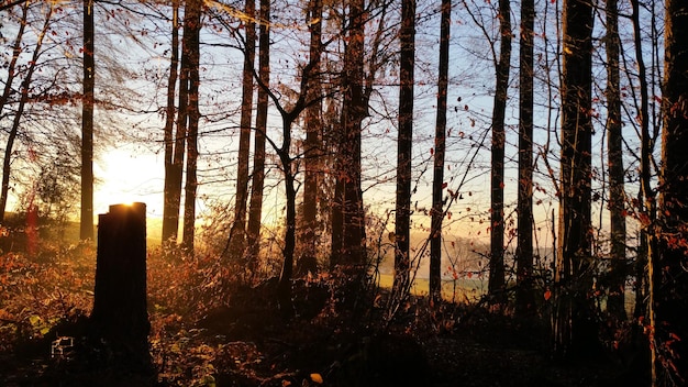 Photo trees in forest during sunset