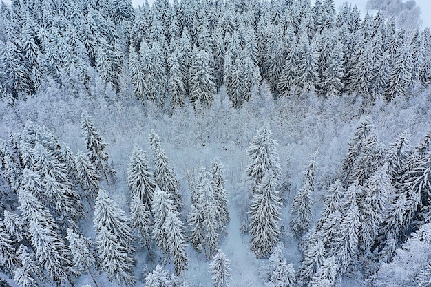 trees forest frost top view background, abstract drone view nature seasonal winter spruce