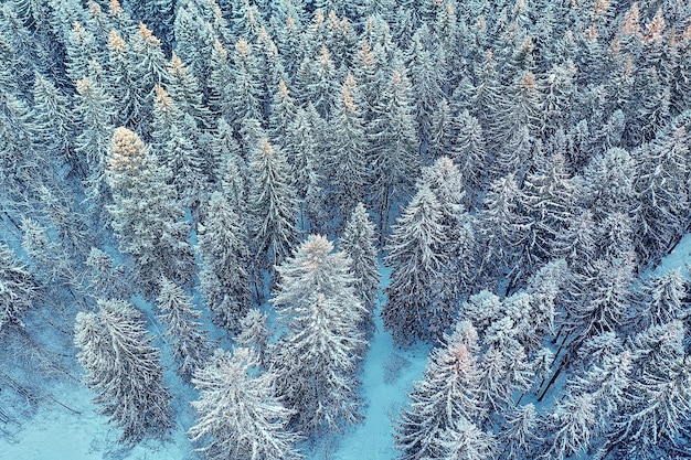 trees forest frost top view background, abstract drone view nature seasonal winter spruce