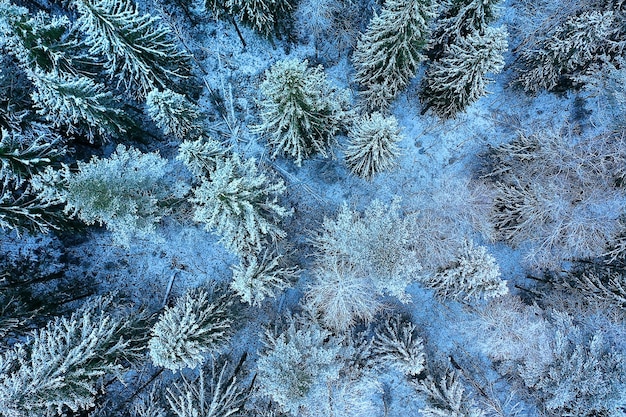 trees forest frost top view background, abstract drone view nature seasonal winter spruce