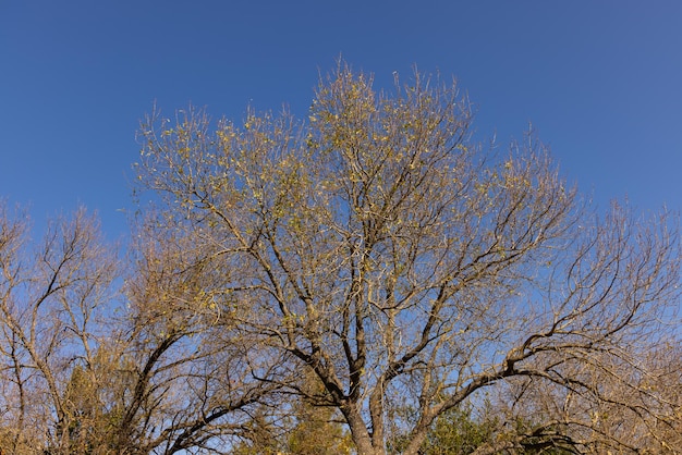 Trees in the forest in the mountains