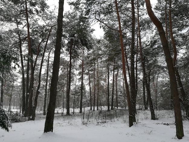 Trees in forest during winter