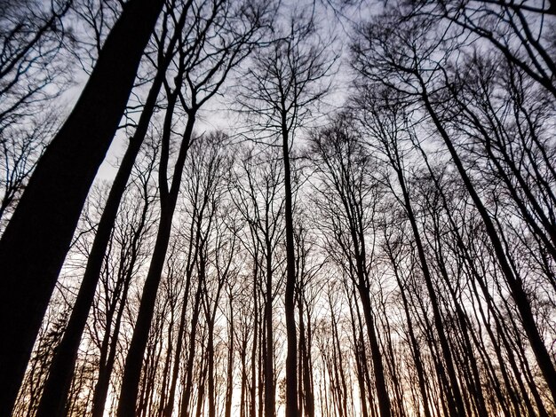 Trees in a forest with the sun shining through them