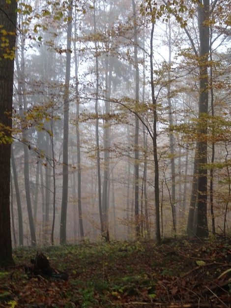 Photo trees in forest