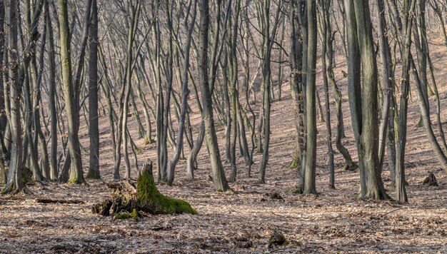 Photo trees in forest