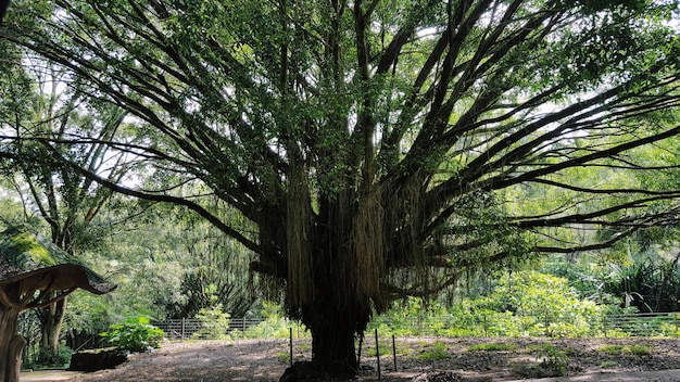 Trees in forest