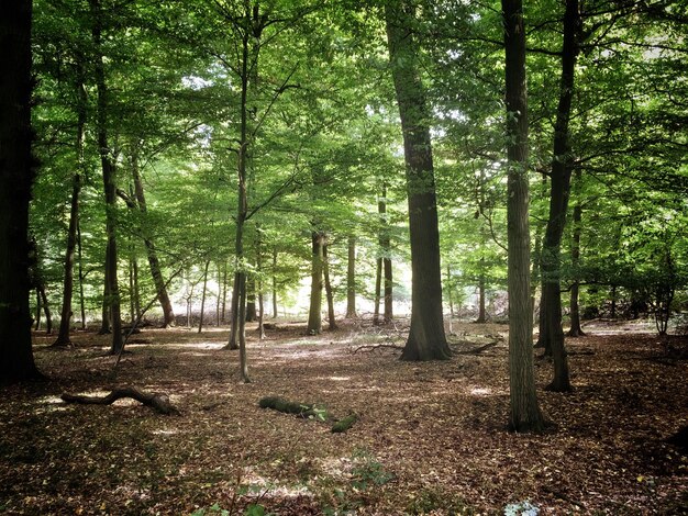 Trees in forest