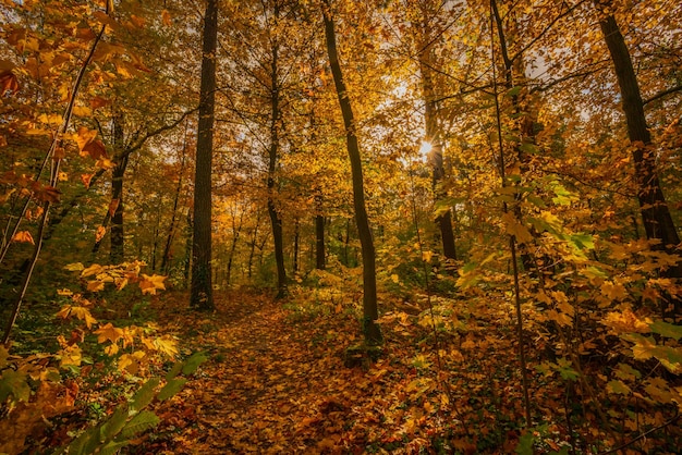 Photo trees in forest