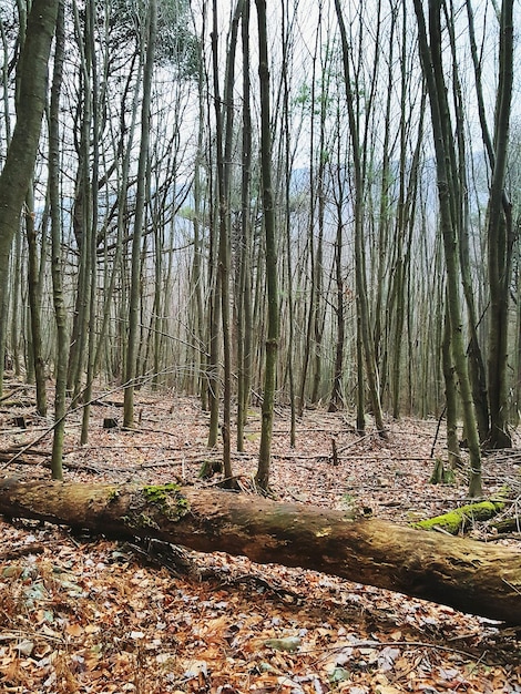 Photo trees in forest