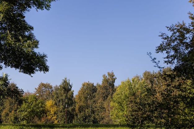 trees in the forest