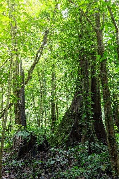 trees in the forest