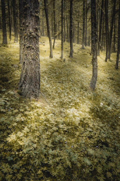 Trees in forest