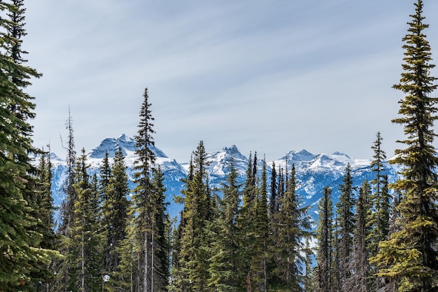 Trees in front of Beautiful snowcapped Mountains against the blue sky in British Columbia Canada