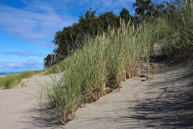 trees and grass on a sand dune on the Baltic Sea