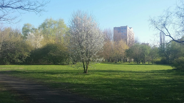 Photo trees on grassy field in park