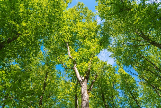 Trees in the green forest on blue sky background