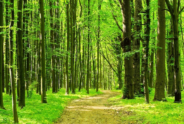 Trees in a green forest in spring