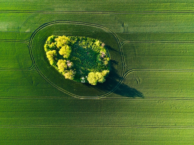 Trees on Green Island in Farm Fields