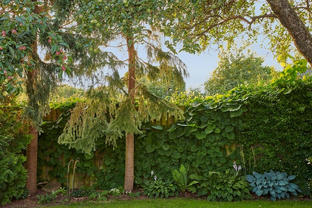 Trees green plants and flowers in calm private and landscaped home garden in summer Paradise apple fruit growing as healthy fresh and tasty snack for diet and wellness in scenic and lush backyard