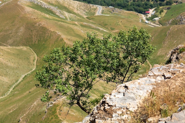 Trees grow on the edge of the mountain