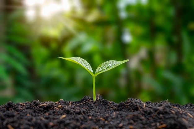 Trees grow on natural ground and the green shade blurs the concept of sustainable agriculture and plant growth.