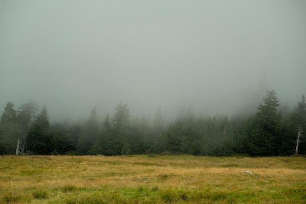 Trees grow on a stone mountain fog in the mountains rock with trees fog in the forest