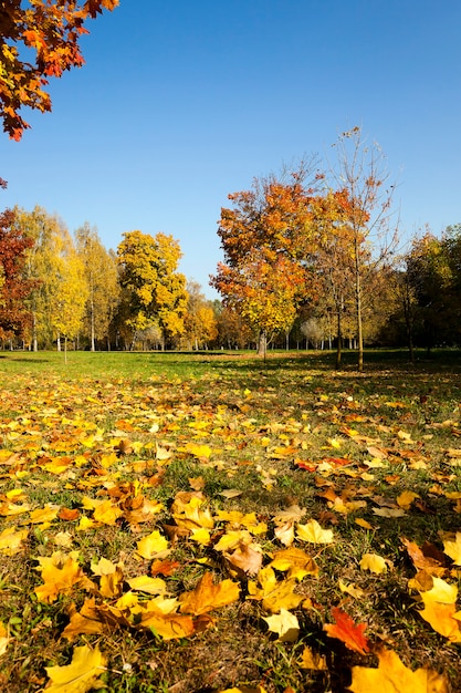 Trees growing in the autumn season. yellowed foliage