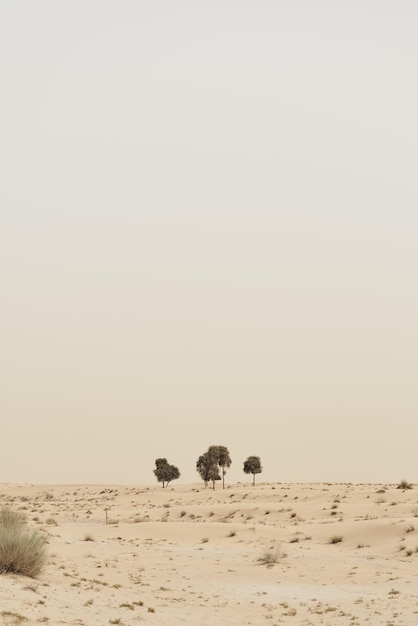 Trees growing in the desert in Dubai United Arab Emirates  Wild nature landscape