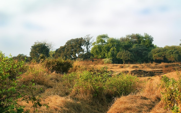 Photo trees growing in farm against sky