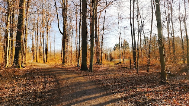 Photo trees growing in forest during autumn