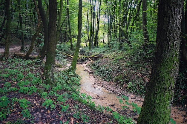 Trees growing in forest