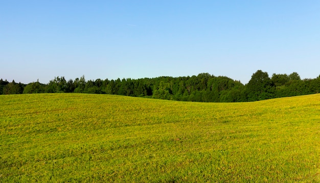 Trees growing on a hill forest on a summer landscape in green grass, blue sky