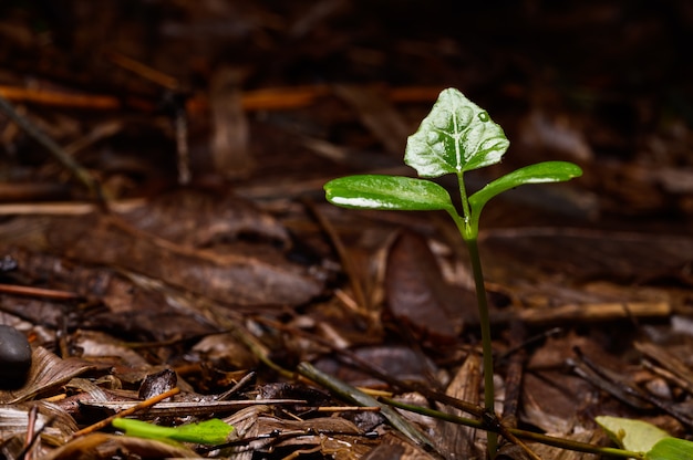 Trees growing in the natural forest