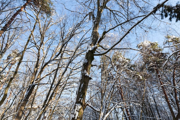 Trees growing in the park covered with snow and ice