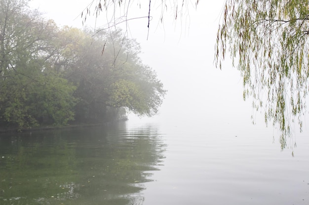 Trees in the lake with morning fog