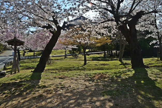 Photo trees on landscape against sky