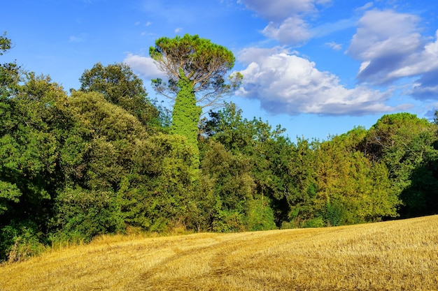 Trees of lush forest next to newly harvested fields at sunset