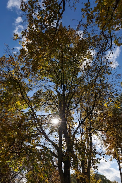 Trees in a mixed forest during leaf fall