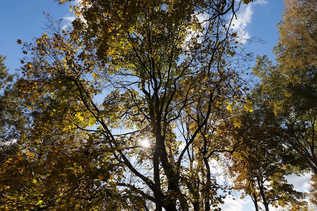 Trees in a mixed forest during leaf fall