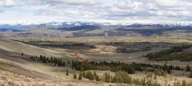 Trees and mountain in the american landscape yellowstone national park