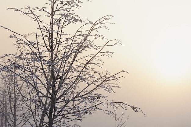 The trees in the mysterious mystical mist Mood sadness apathy and uncertainty