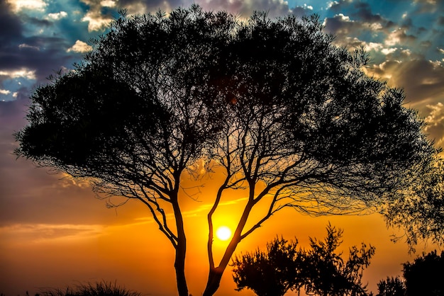 Trees in the Nature in Park Outdoor Concept