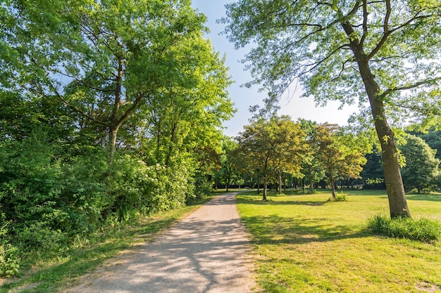 Photo trees in park against sky