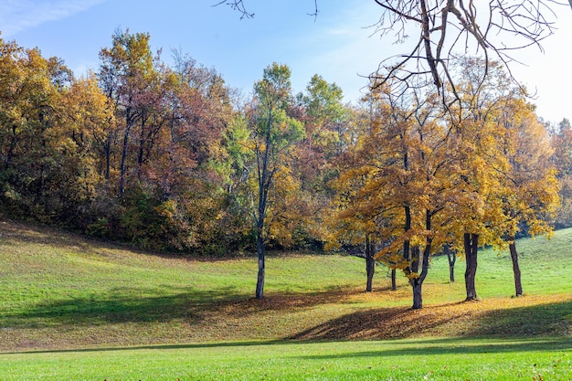 Photo trees in park during autumn