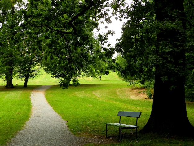 Photo trees in park