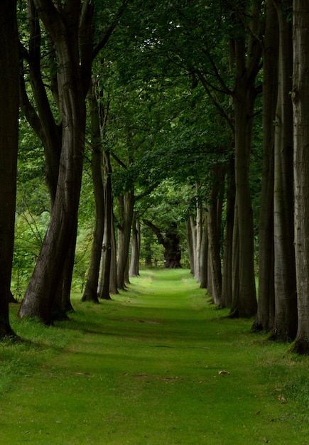 Trees in park