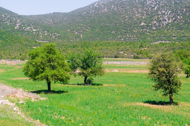 The trees of the plain mountains in the background