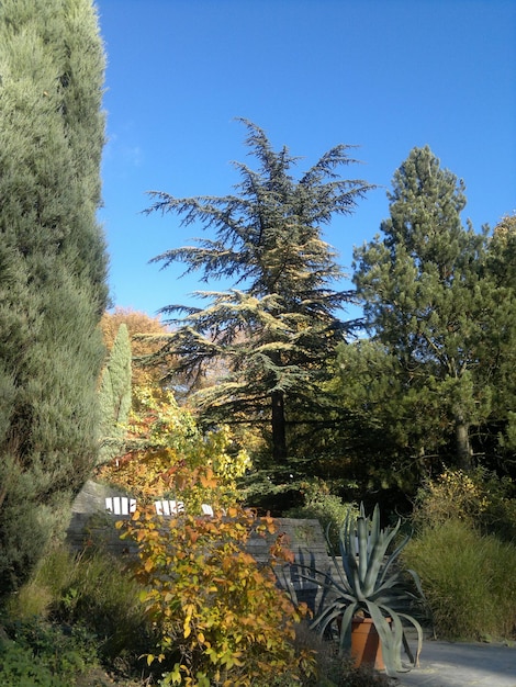 Trees and plants against blue sky