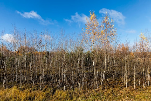 Trees and plants in the autumn season