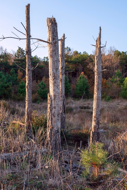 Trees reflected in the water of a wild lagoon